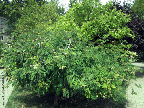 trees in the forest