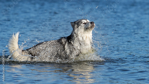 dog in spray of water, Alaskan Malamute breed