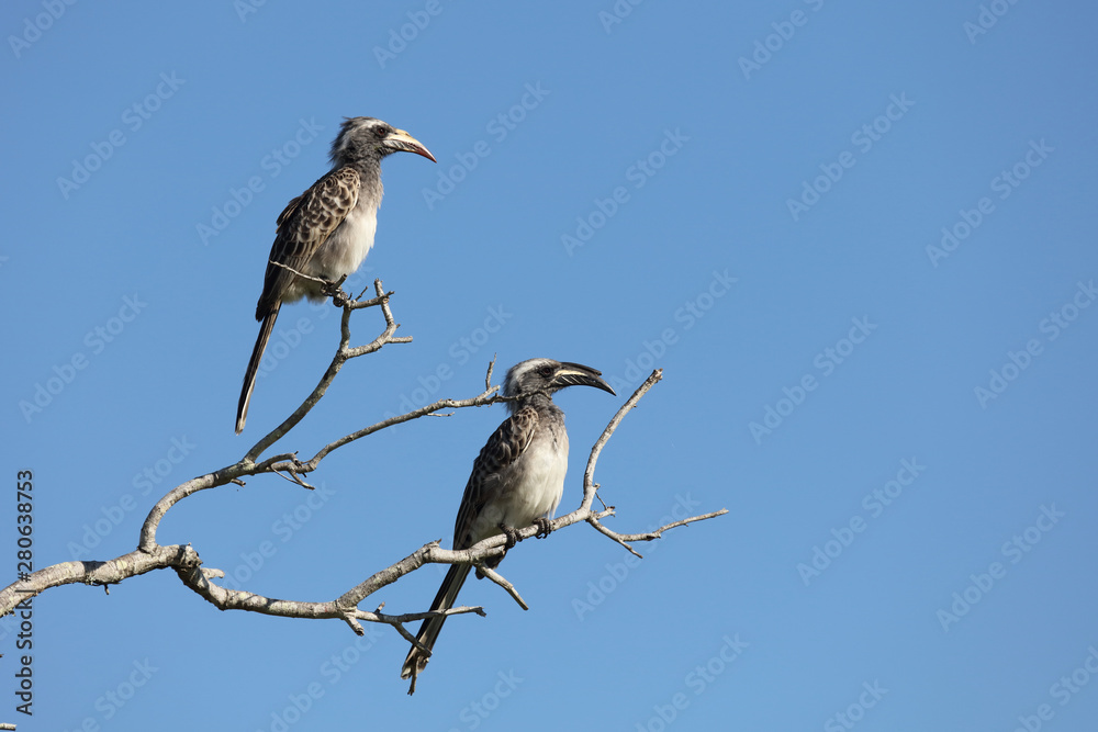 Grautoko / Grey Hornbill / Tockus nasutus Grautoko / Grey Hornbill / Tockus nasutus