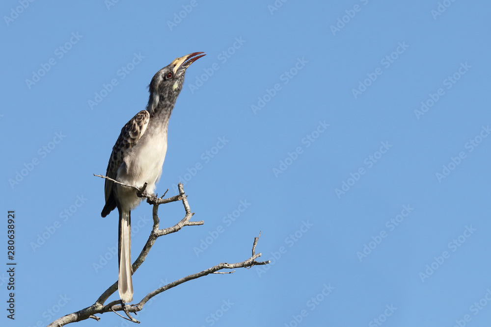 Grautoko / Grey hornbill / Tockus nasutus Grautoko / Grey hornbill / Tockus nasutus