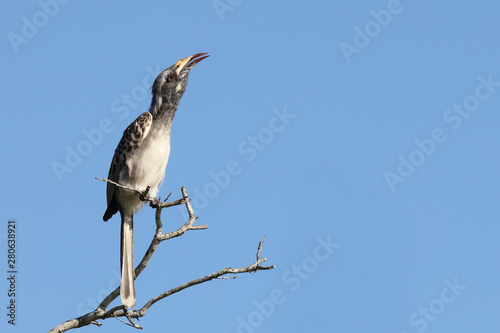Grautoko / Grey hornbill / Tockus nasutus