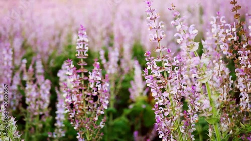 Field of Clary sage (Salvia Sclarea) in bloom, cultivated to extract the essential oil and honey