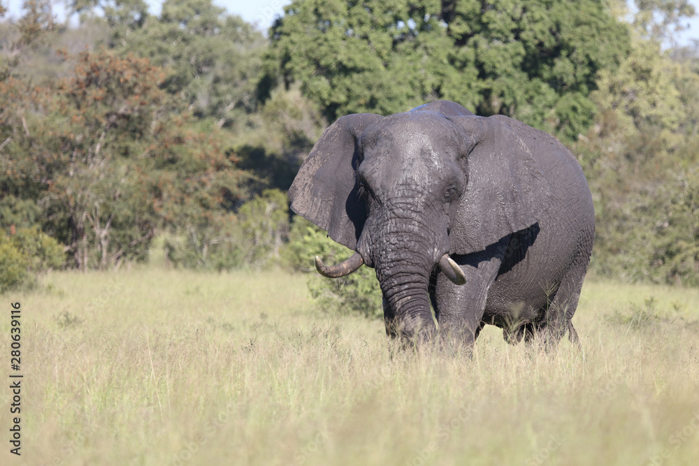 Afrikanischer Elefant / African elephant / Loxodonta africana Afrikanischer Elefant / African elephant / Loxodonta africana