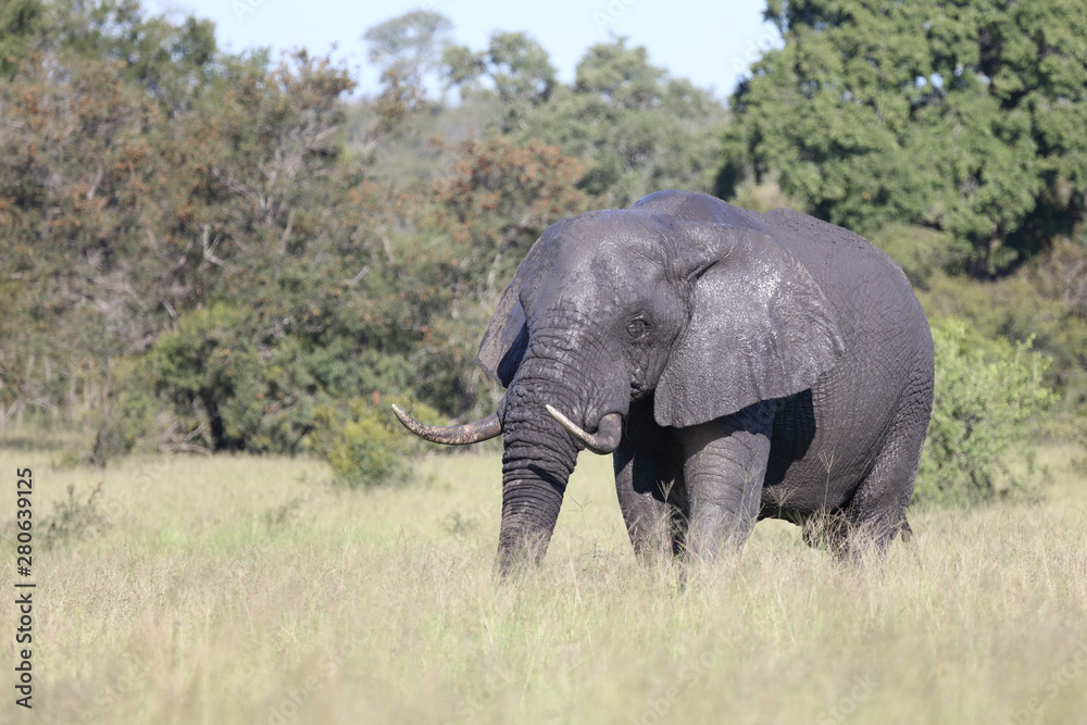 Afrikanischer Elefant / African elephant / Loxodonta africana Afrikanischer Elefant / African elephant / Loxodonta africana