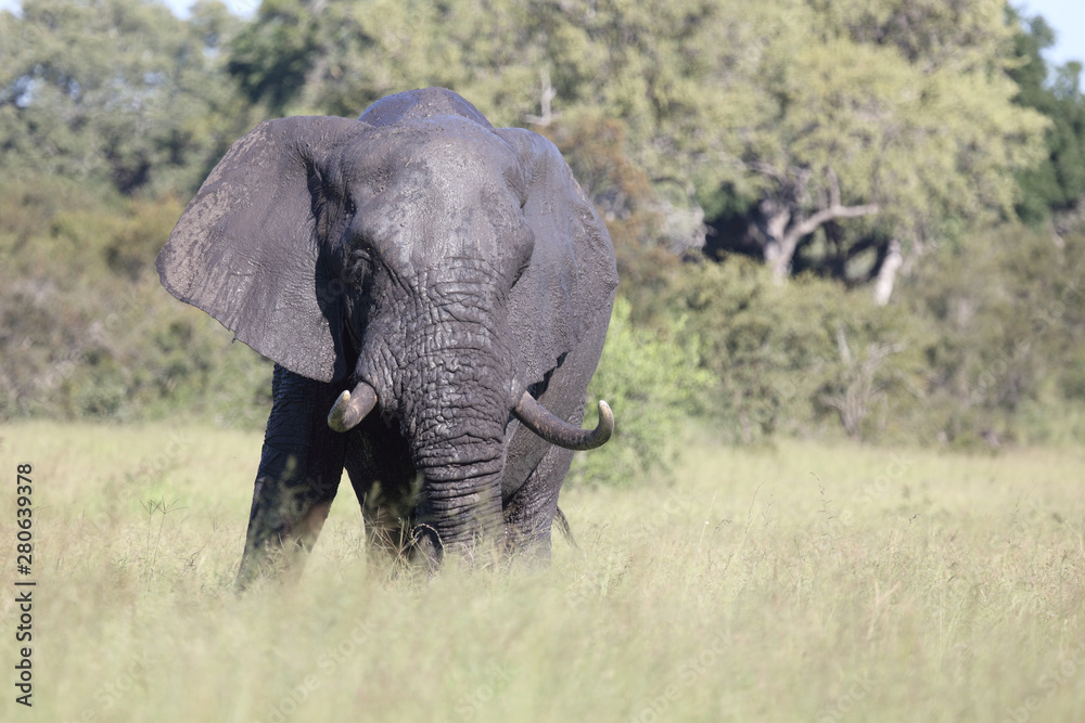 Fototapeta premium Afrikanischer Elefant / African elephant / Loxodonta africana