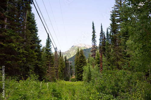 trees in forest hiking green organic nature peace life summer green relax and explore  © Gracie