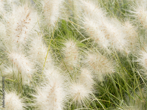 Pennisetum alopecuroides - Herbe aux   couvillons aux   pis soyeux blanc