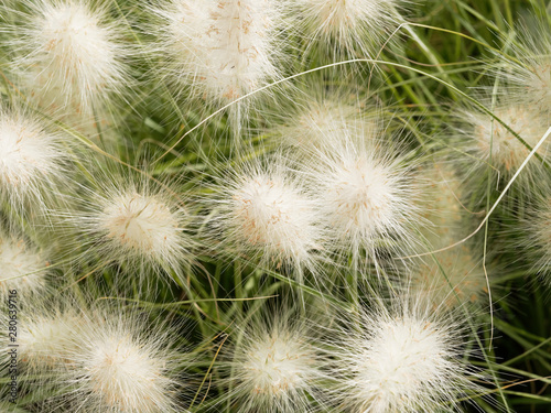 Pennisetum alopecuroides - Herbe aux   couvillons aux   pis soyeux blanc