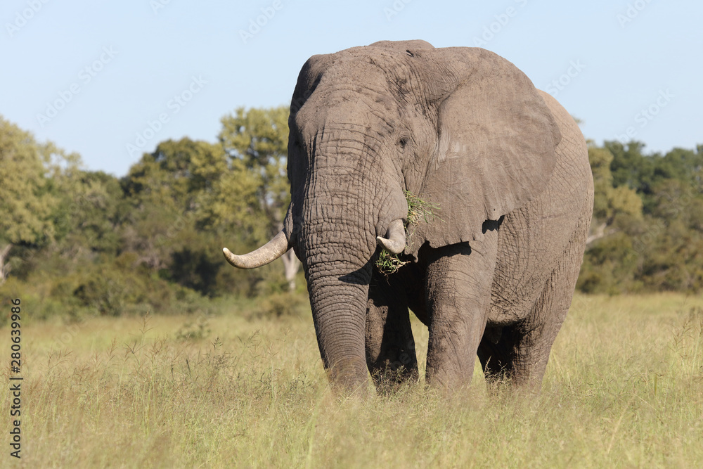 Fototapeta premium Afrikanischer Elefant / African elephant / Loxodonta africana