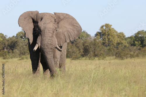 Afrikanischer Elefant   African elephant   Loxodonta africana