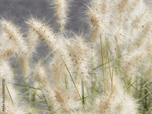 Herbe aux écouvillons (Pennisetum alopecuroides) photo
