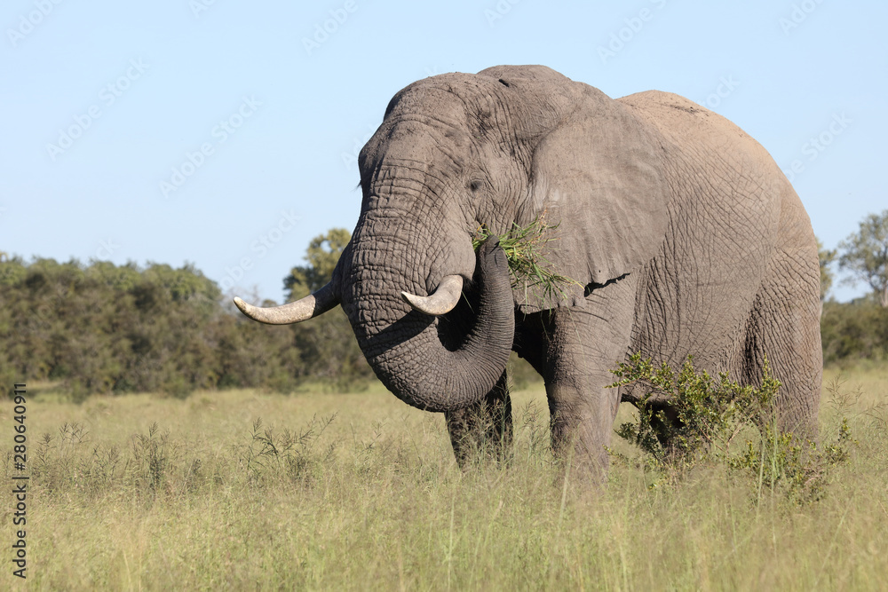 Fototapeta premium Afrikanischer Elefant / African elephant / Loxodonta africana