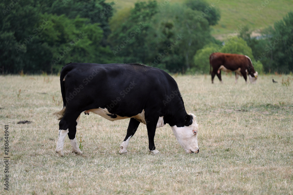 2 Kühe auf ausgetrcokneter Weide im Sommer 2019 Ende Juli - Stockfoto