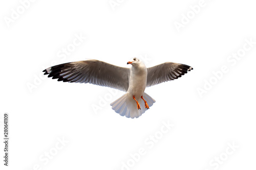 Dicut of the Seagull isolate on a white background. White bird is flying on white background. © witsawat