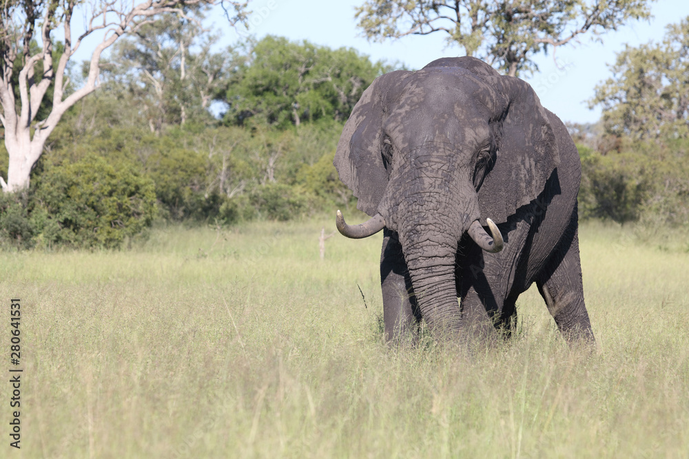 Afrikanischer Elefant / African elephant / Loxodonta africana Afrikanischer Elefant / African elephant / Loxodonta africana