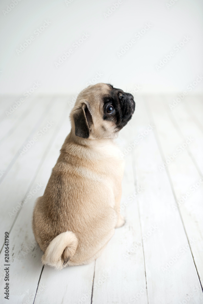 An adorable pug puppy sitting on white wood background