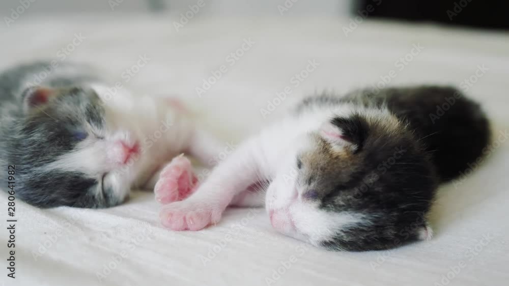funny video two pets cute newborn kittens sleep teamwork on the bed. pets concept pets concept. little cats striped lifestyle sleep on a friendship and love white background funny video two pets cute newborn kittens sleep teamwork on the bed. pets concept pets concept. little cats striped lifestyle sleep on a friendship and love white background