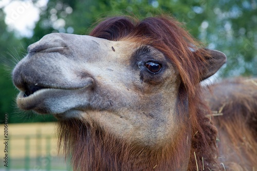 Photography portrait of camel