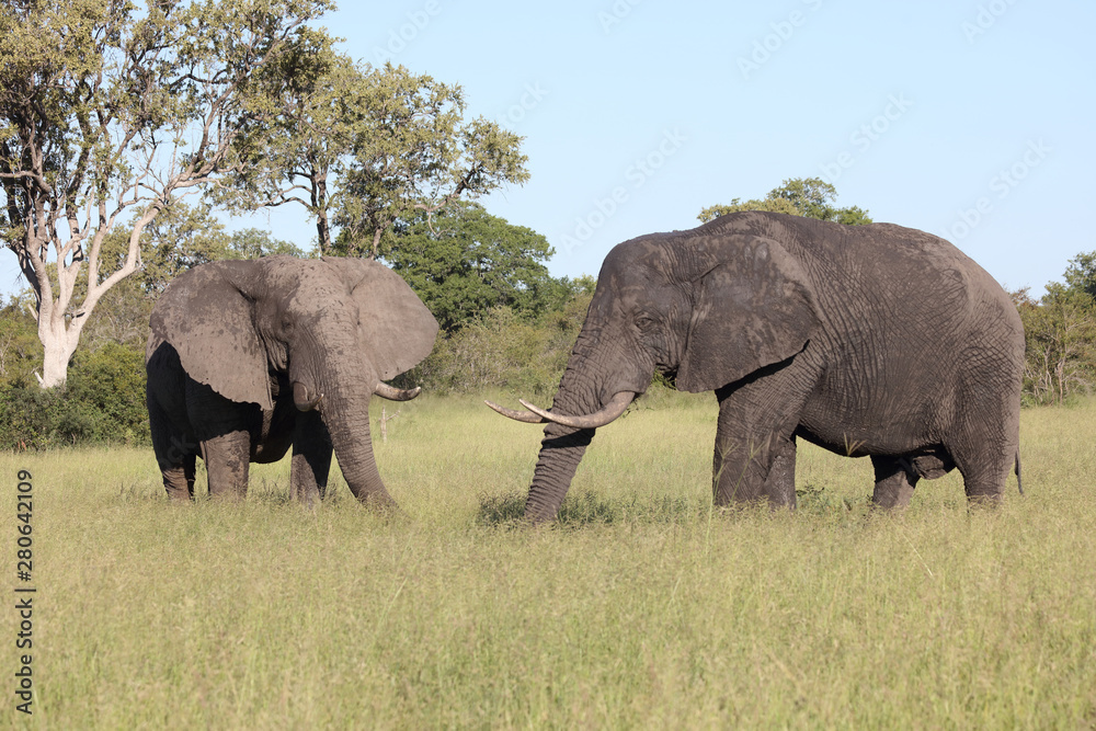 Fototapeta premium Afrikanischer Elefant / African elephant / Loxodonta africana