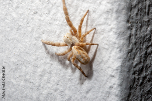 spider on white background