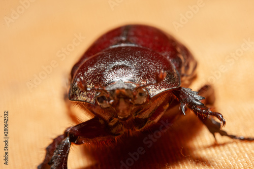 red beetle on white background