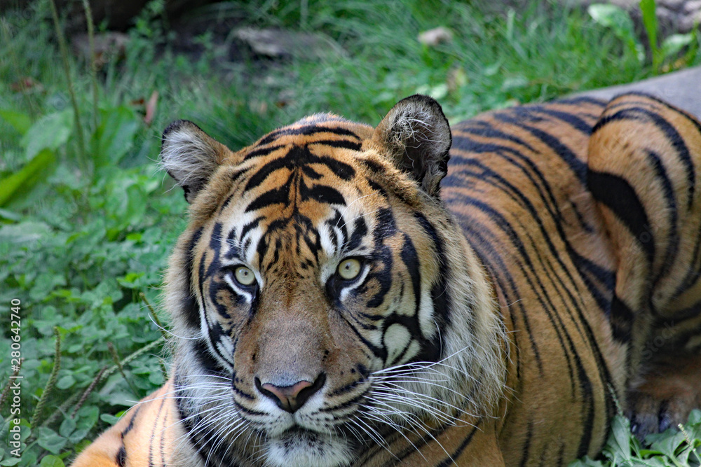 Naklejka premium closeup of a tiger's face