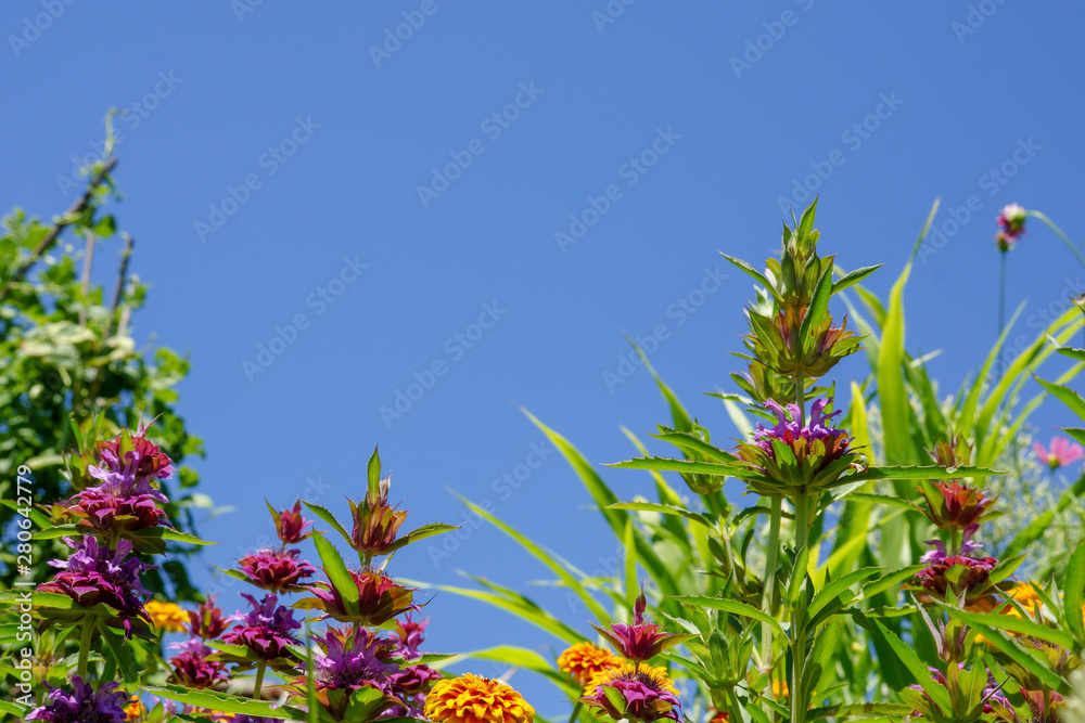 Horizontal image of orange zinnias and purple 'Bergamo' annual bee balm (Monarda) against a cloudless blue summer sky, with room for copy Horizontal image of orange zinnias and purple 'Bergamo' annual bee balm (Monarda) against a cloudless blue summer sky, with room for copy