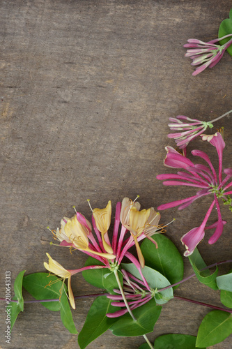 Vertical image of pink-and-yellow 'Goldflame' honeysuckle (Lonicera x heckrottii 'Goldflame' or 'Gold Flame') on a weathered wood background, with copy space photo