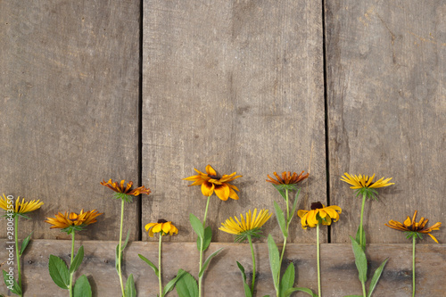 Horizontal image of the flowers of Gloriosa daisy (Rudbeckia hirta), also known as black-eyed Susan, against a weathered wood background, with copy space