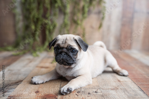 An adorable pug puppy sitting on wood background