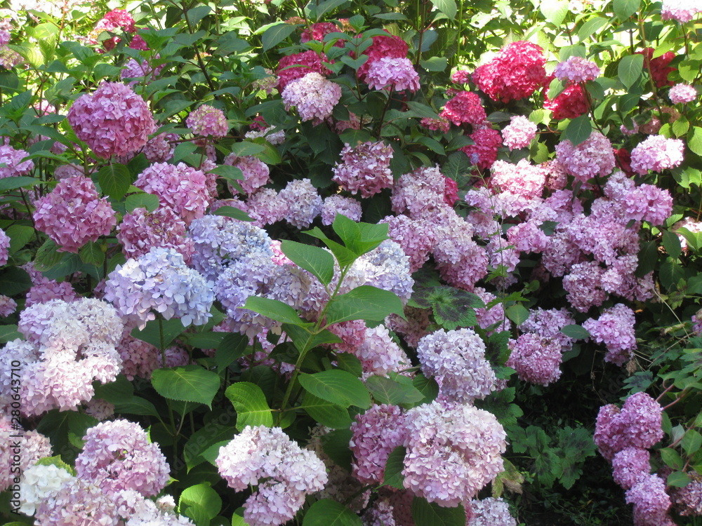 Bunte Hortensien