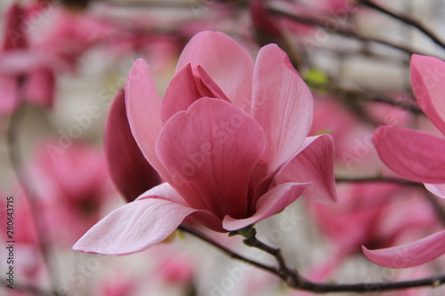 Beauty of Magnolia blossom