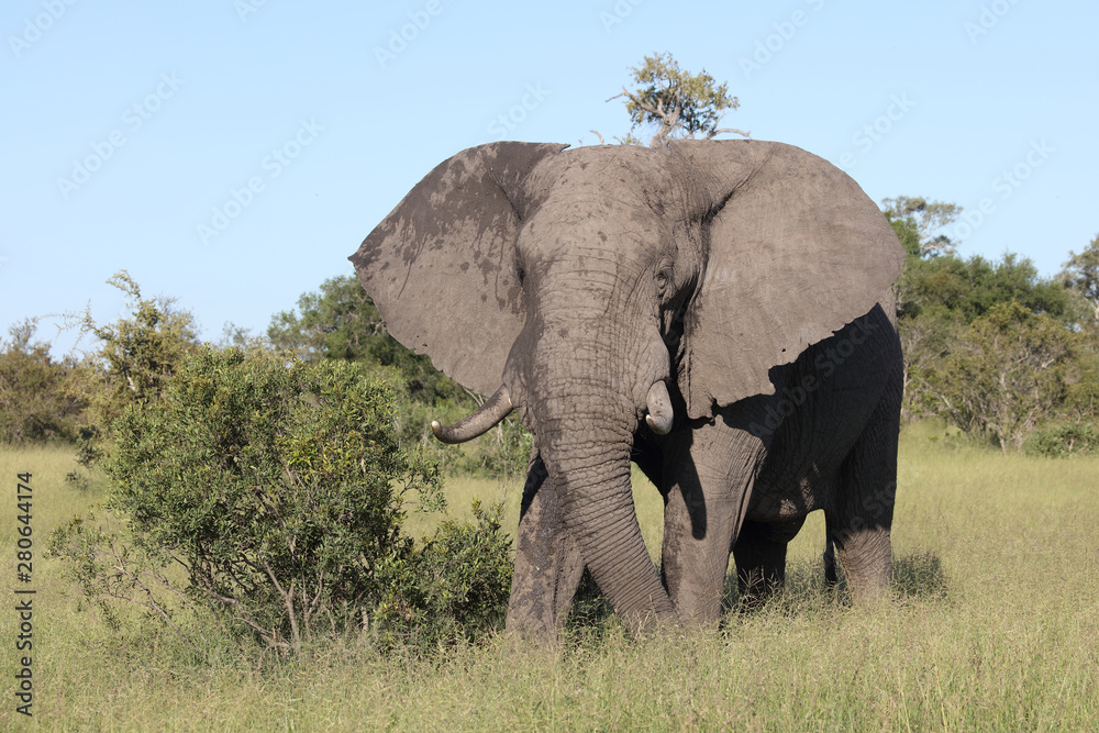 Fototapeta premium Afrikanischer Elefant / African elephant / Loxodonta africana