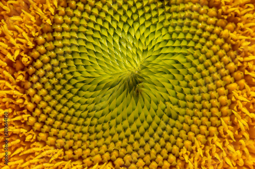 Horizontal image of the center of an annual sunflower  showing the spiral arrangement of the center disk flowers