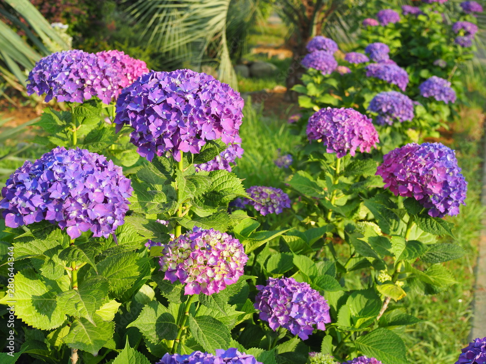 This secret garden is utterly dreamy. Showy flowers in summer. Hydrangea blossom on sunny day. Flowering hortensia plant. Blossoming flowers in summer garden. purple hydrangea in full bloom. This secret garden is utterly dreamy. Showy flowers in summer. Hydrangea blossom on sunny day. Flowering hortensia plant. Blossoming flowers in summer garden. purple hydrangea in full bloom.