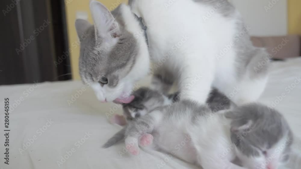 happy family cat mom with newborn kittens the children. cat feeds kittens. cat licks little kittens. domestic lifestyle animal concept happy family cat mom with newborn kittens the children. cat feeds kittens. cat licks little kittens. domestic lifestyle animal concept