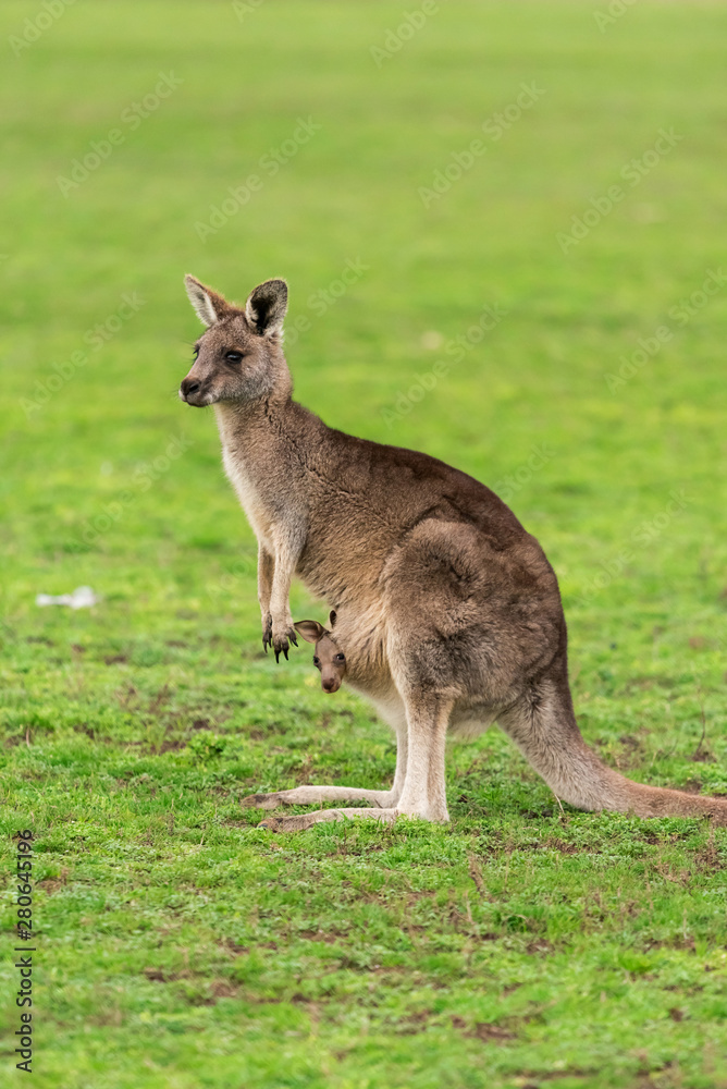 Kangaroo with a baby joey in the pouch Kangaroo with a baby joey in the pouch