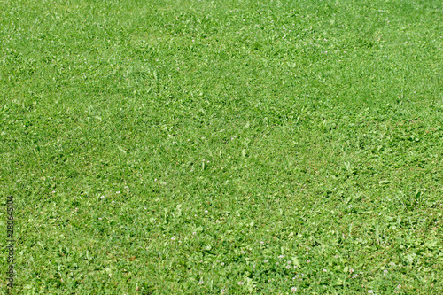 Natural green grass, background, texture, top view
