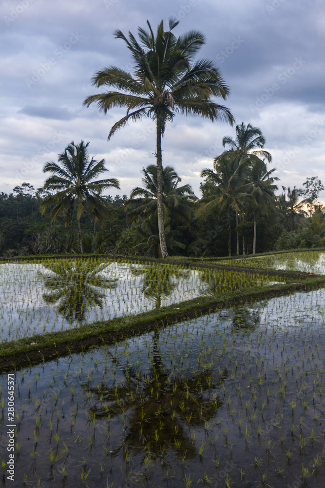 Reflection of a palm tree in a ricefield in Bali Reflection of a palm tree in a ricefield in Bali