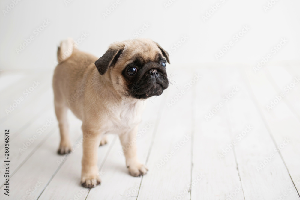 An adorable pug puppy on white wood background
