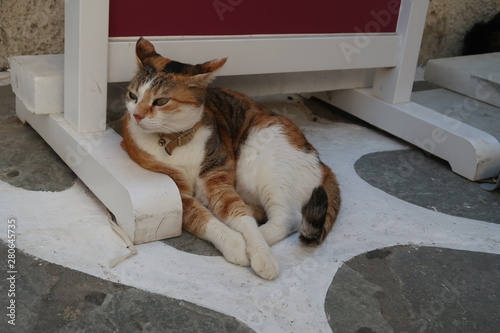 Fototapeta Naklejka Na Ścianę i Meble -  Liegende Katze in Griechenland
