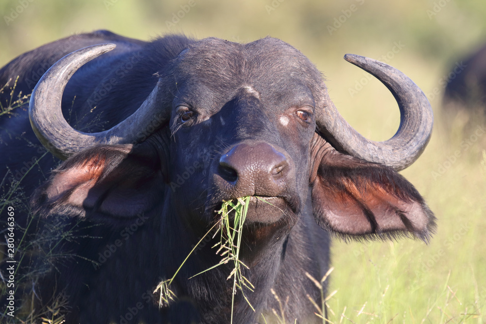 Obraz premium Kaffernbüffel / Buffalo / Syncerus caffer