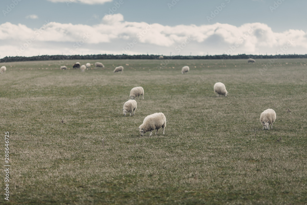 Obraz premium owce