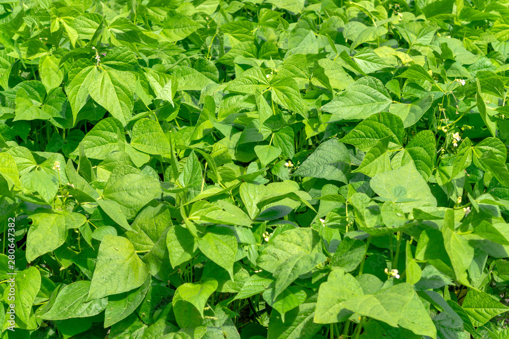 White bean bushes grow in the garden bed. White bean bushes grow in the garden bed.