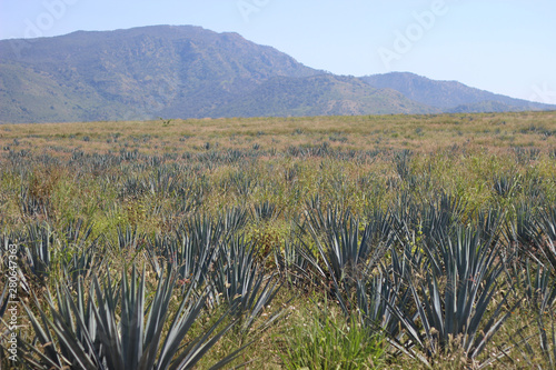 Huerta de agave tequilana azul photo