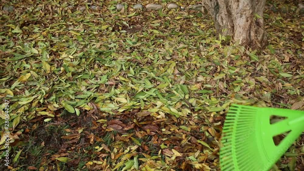 A Person Raking Fallen Leaves A Person Raking Fallen Leaves