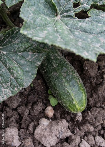 Cucumber growing in a vegetable bed photo