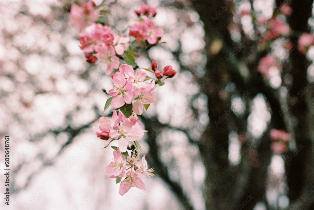 Apple Blossom Apple Blossom