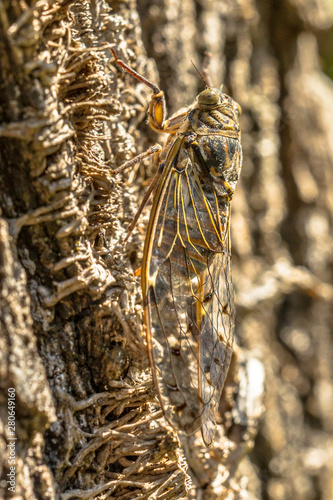 Cicada insect camouflage photo