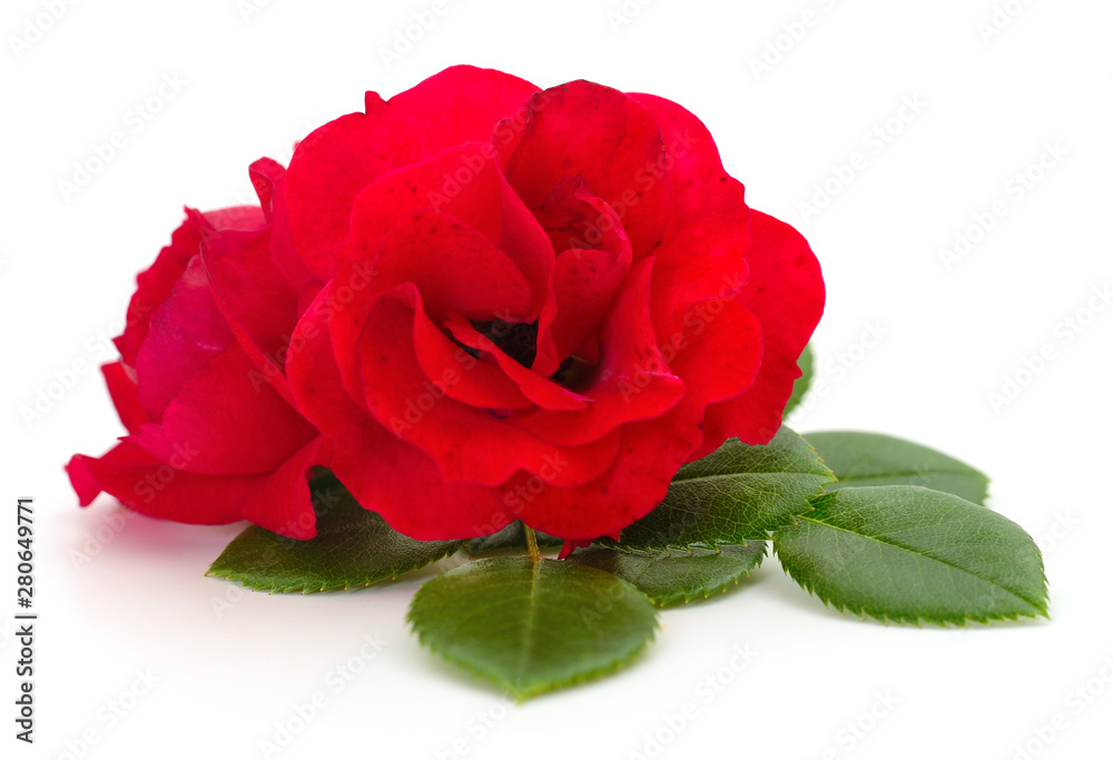 Fototapeta premium Beautiful red roses.